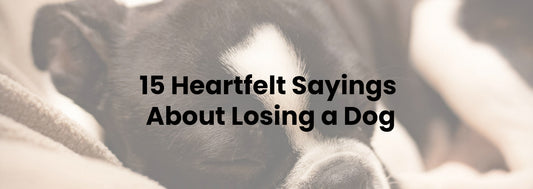 15 Heartfelt Sayings About Losing a Dog to Bring Comfort