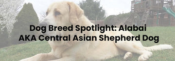 Dog Breed Spotlight: Alabai | Central Asian Shepherd Dog