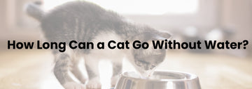 How Long Can a Cat Go Without Water?