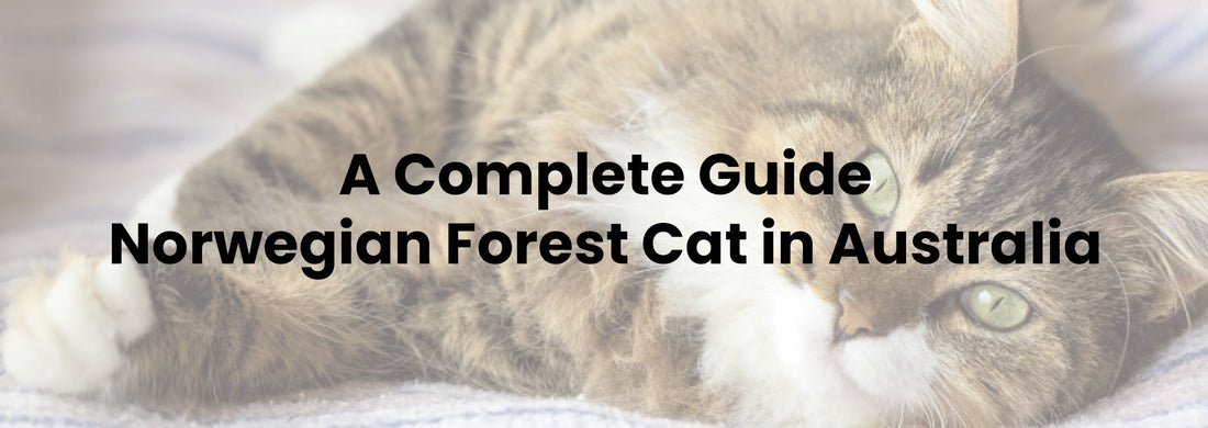 Norwegian Forest Cat in Australia: A Complete Guide